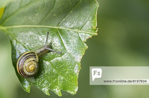 Close up of a snail  Gastropoda  on a leaf