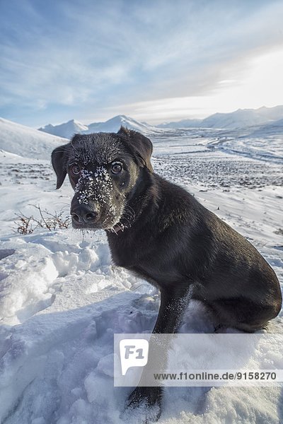 Dog sitting in the snow on a hill top along the Dempster Highway  Yukon  Canada