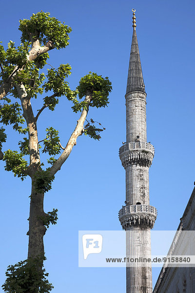 Minarett der Blaue Moschee  Istanbul  Türkei