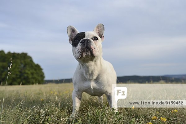 Sieben Monate alte Französische Bulldogge auf einer Wiese