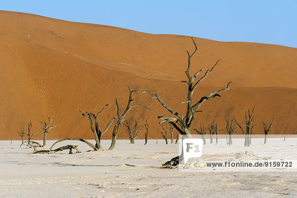 Landscape with dead Acacia trees and red sand dune  Namib Naukluft Park  Namibia