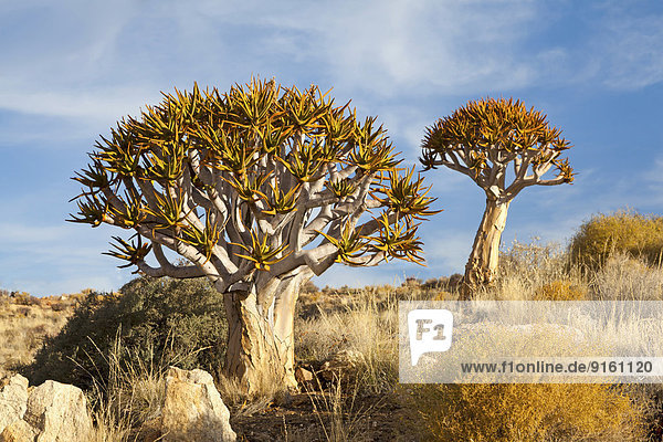 Quiver Trees (Aloe dichotoma)  ?Namib-Naukluft National Park ?  Namibia