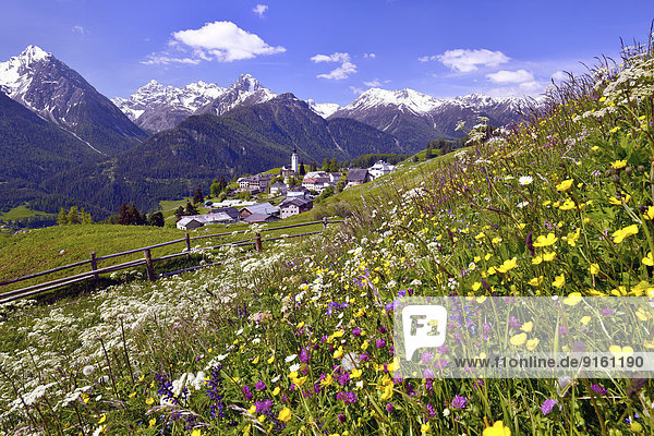 Blumenwiese vor Ftan im Unterengadin  Kanton Graubünden  Schweiz