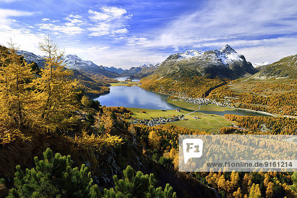 Surlej  Silvaplana mit Oberengadiner Seen und herbstfarbene Lärchenwälder  Champferersee  Silvaplanersee  Silsersee  Engadin  Kanton Graubünden  Schweiz