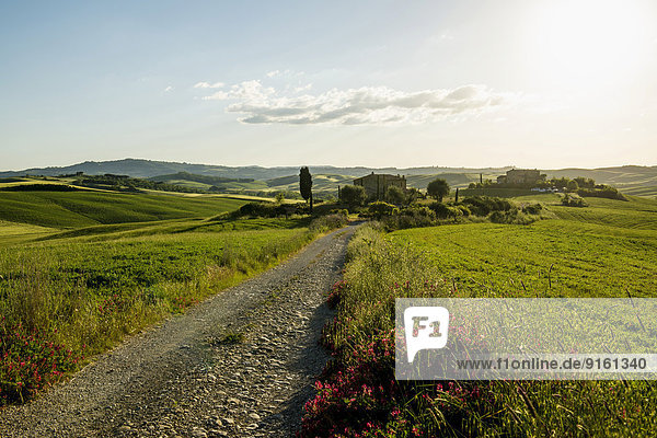 Landschaft mit Hügeln und Zypressen  Abendlicht  Val d'Orcia  UNESCO Weltkulturerbe  bei Pienza  Provinz Siena  Toskana  Italien
