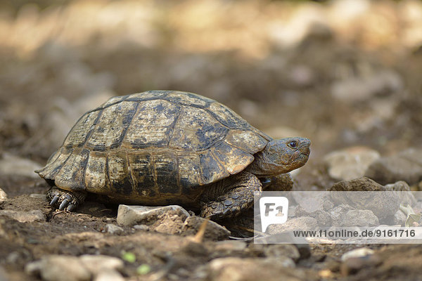 Ausgewachsene Maurische Landschildkröte (Testudo graeca terrestris)  Lykien  Türkei