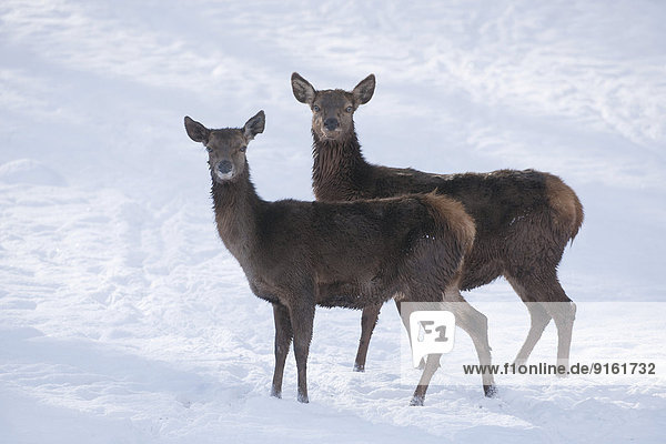Rothirsche (Cervus elaphus)  Hirschkühe oder Rottiere mit Winterdecke oder Winterfell stehen im Schnee  captive  Bayern  Deutschland