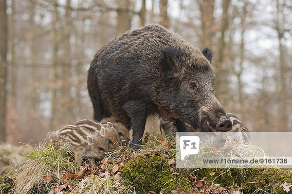 Wildschweine (Sus scrofa)  Bache und Frischlinge  captive  Nordrhein-Westfalen  Deutschland