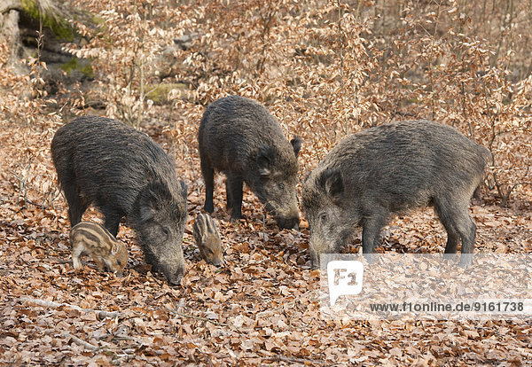 Wildschweine (Sus scrofa)  Bachen und Frischlinge  captive  Nordrhein-Westfalen  Deutschland