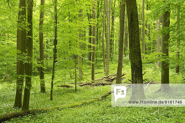 Rotbuchenwald  Rotbuchen (Fagus sylvatica) im Frühjahr  Nationalpark Hainich  Thüringen  Deutschland