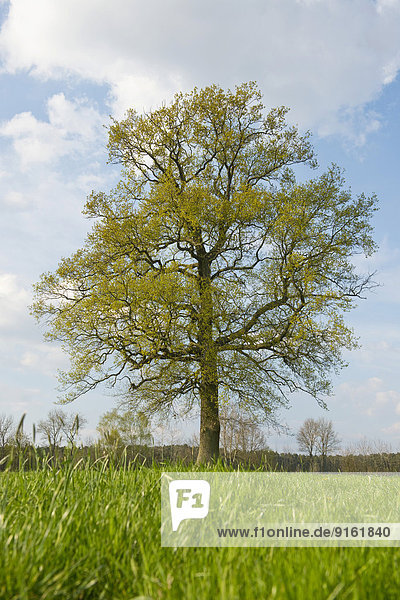 Einzeln stehende Stieleiche (Quercus robur) im Frühjahr  Niedersachsen  Deutschland