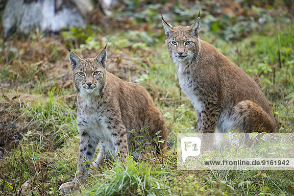 Eurasische Luchse  Nordluchse (Lynx lynx)  captive  Niedersachsen  Deutschland