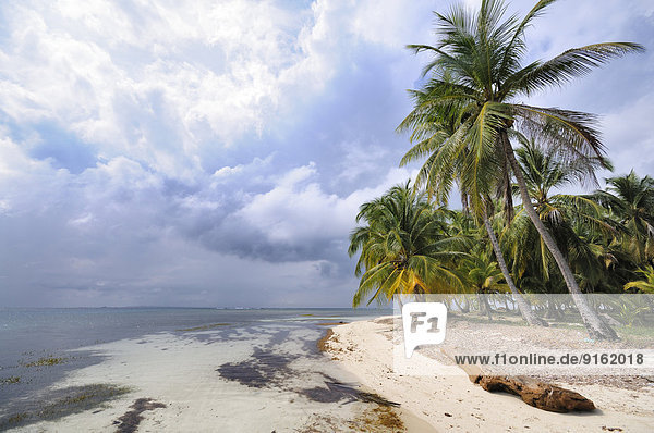 Einsamer Strand mit Palmen  tropische Insel  Cayos Chichime  San-Blas-Inseln  Panama