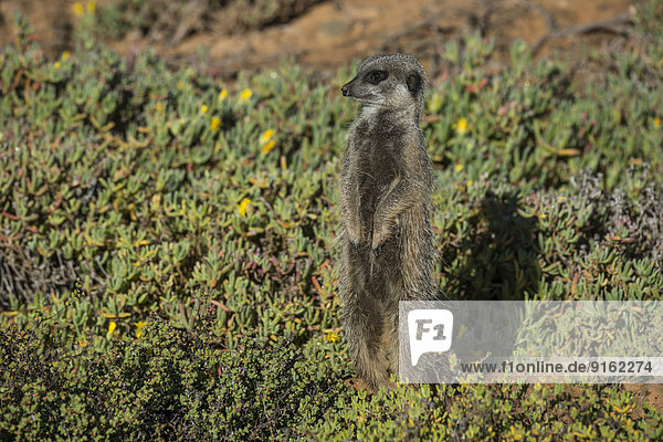 Erdmännchen (Suricata suricatta)  Kleine Karoo  Westkap  Südafrika