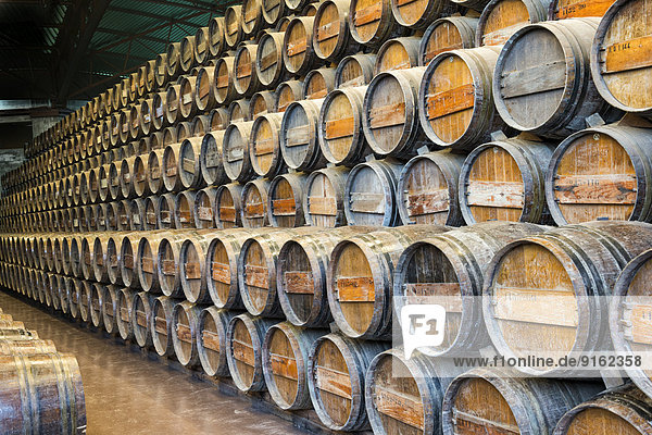 Weinfässer  Bacalhoa Weingut  Azeitao  Setubal Halbinsel  Portugal