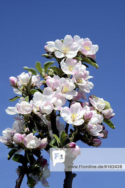Zweig mit Apfelblüten (Malus sp.)  Schweden
