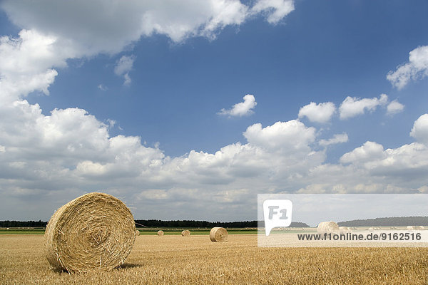 Field with straw bales against a blue sky with white clouds  Beckedorf  Lower Saxony  Germany