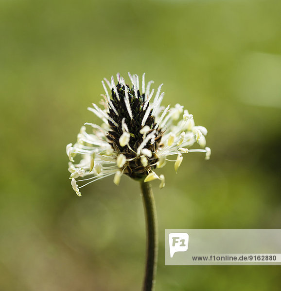 Spitzwegerich (Plantago lanceolata)  Blüte