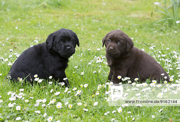 Zwei Labrador Retriever Welpen