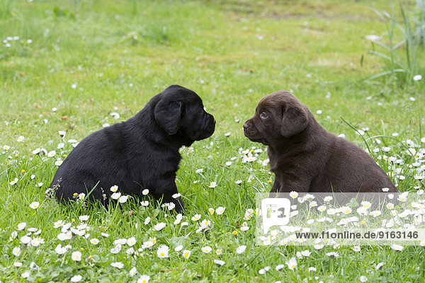Zwei Labrador Retriever Welpen
