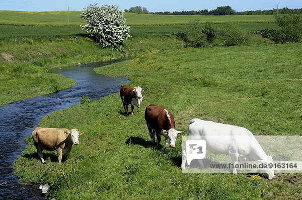 Landschaft mit Rindern auf der Weide  Järrestad  Schweden