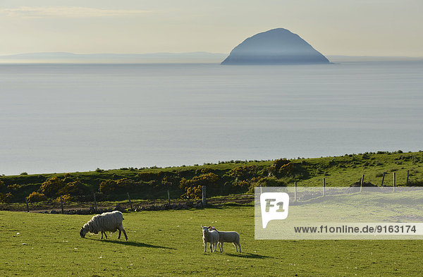 Sheep on a pasture in front of the island of Ailsa Craig  Creag Ealasaid  Elizabeth's rock  in the Firth of Clyde  Girvan  South Ayrshire  Scotland  United Kingdom