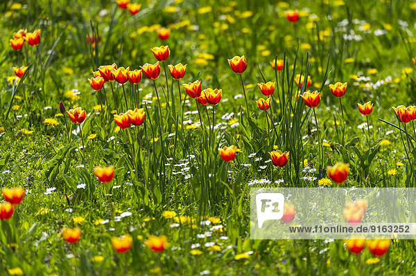 Rot-gelbe Tulpen (Tulipa) auf einer Blumenwiese  Hessen  Deutschland