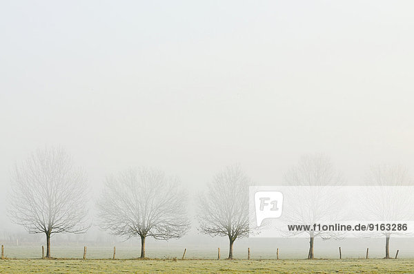 Unbelaubte Baumreihe im Nebel  Rheinberg  Niederrhein  Nordrhein-Westfalen  Deutschland