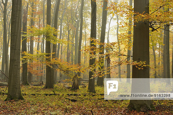 Buchenwald (Fagus sylvatica) im Herbst bei Nebel  Kamp-Lintfort  Niederrhein  Nordrhein-Westfalen  Deutschland