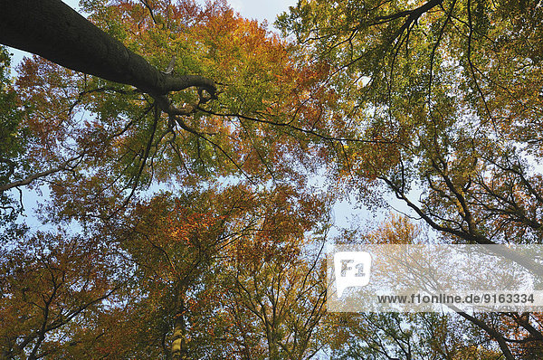 Baumkronen von Rotbuchen (Fagus sylvatica) im Herbst  Niederrhein  Nordrhein-Westfalen  Deutschland