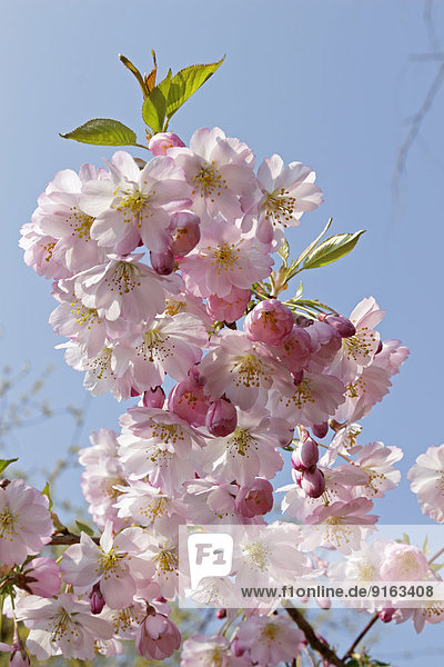 Blühende japanische Kirsche