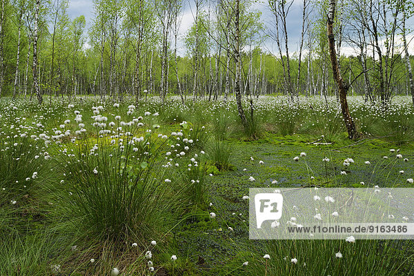 Moorbirkenwald  Moorbirken (Betula pubescens)  mit Scheiden-Wollgras (Eriophorum vaginatum) im Vordergrund  Biebrza-Nationalpark  Polen