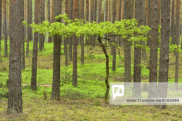 Junge Eiche (Quercus) zwischen Kiefern (Pinus sylvestris) im Kieferwald  Nationalpark Biebrza  Polen