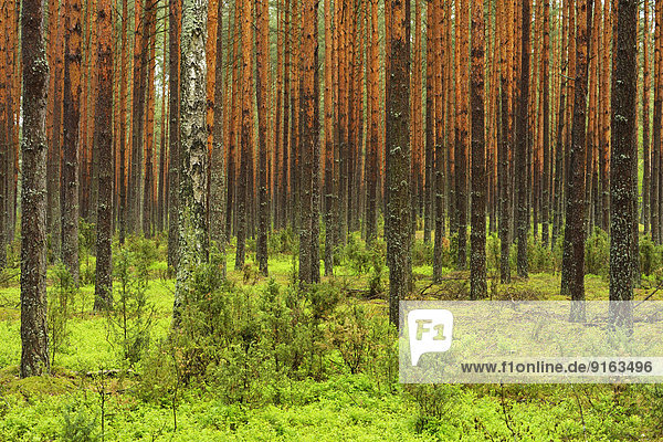 Kiefern (Pinus sylvestris) im dichten Kieferwald  Nationalpark Biebrza  Polen