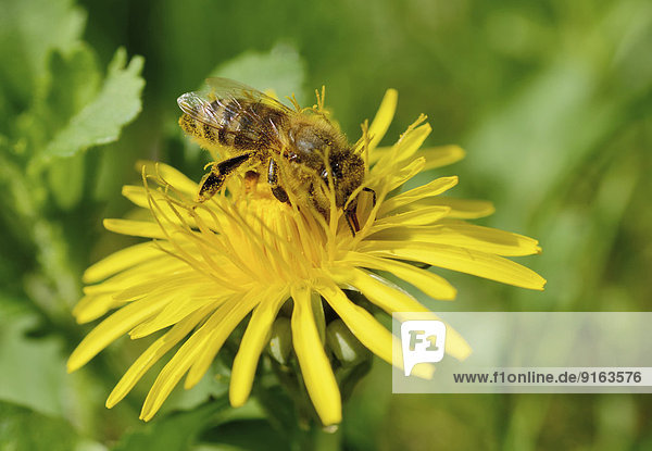 Honigbiene (Apis mellifera) mit Pollen bedeckt beim Honigsammeln auf Blüte  Gemeiner Löwenzahn (Taraxacum sect. Ruderalia)