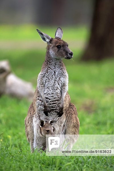 Kangaroo Island-Känguru (Macropus fuliginosus fuliginosus)  Muttertier mit Jungtier im Beutel  South Australia  Australien
