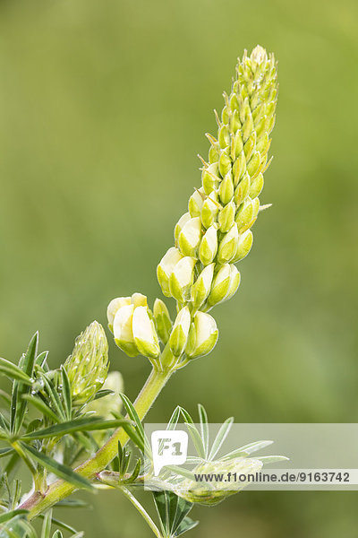 Vielblättrige Lupine (Lupinus polyphyllus)  Northumberland  England  Großbritannien