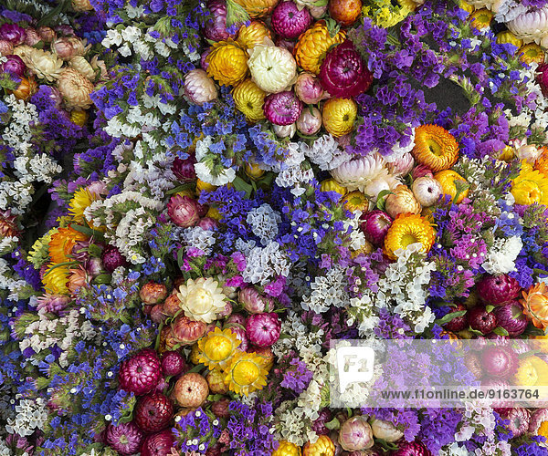 Colourful strawflowers