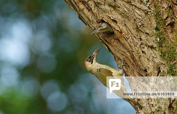 Grünspecht (Picus viridis) füttert Jungvogel am Nest im Baumloch  Hessen  Deutschland