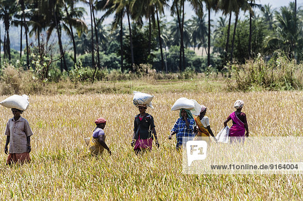 Indian women carrying sacks of rice on their heads on a field  Uttamapalaiyam  Tamil Nadu  India