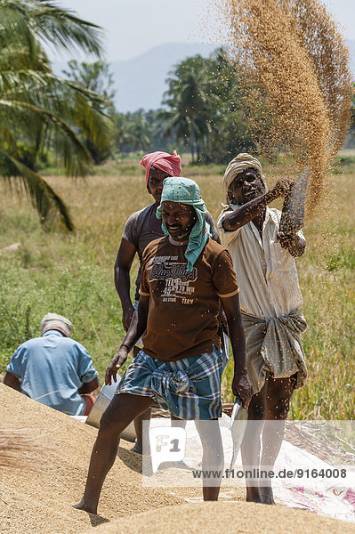 Indian farmers threshing rice  Uttamapalaiyam  Tamil Nadu  India