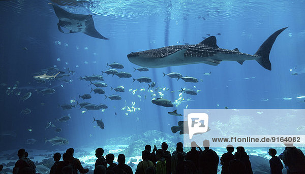 Visitors in front of a huge aquarium with manta ray (Manta sp.)  Whale shark (Rhincodon typus) and Whitetip reef shark (Triaenodon obesus)  captive  Georgia Aquarium  Atlanta  Georgia  United States