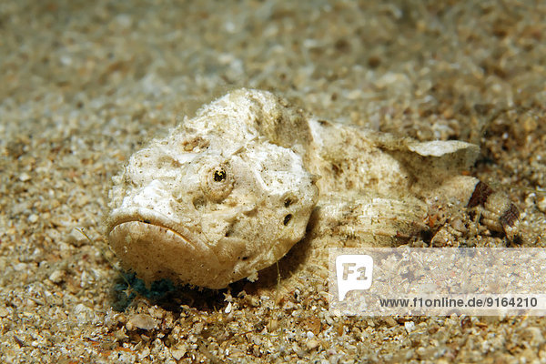 Buckel-Drachenkopf (Scorpaenopsis diabolus)  auf Sandgrund  Sabang Beach  Puerto Galera  Mindoro  Philippinen