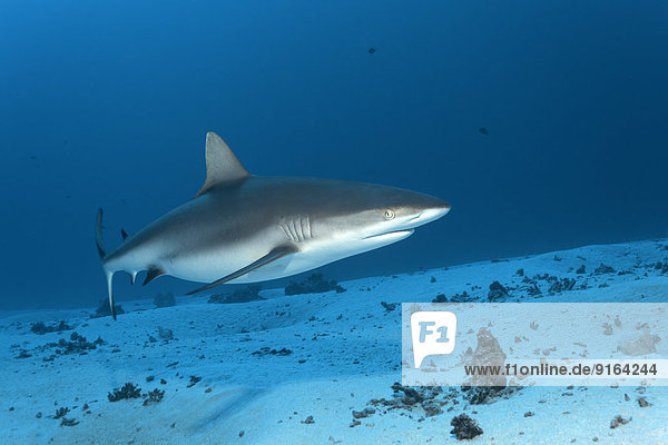 Grey Reef Shark (Carcharhinus amblyrhynchos) over a sandy sea bottom  Bora Bora  Leeward Islands  Society Islands  French Polynesia  France