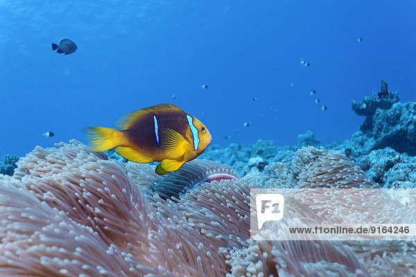 Frankreich Ehrfurcht Meer Hahnenfussgewächs Anemonenfisch Bora Bora Französisch-Polynesien Leeward Islands Gesellschaftsinseln