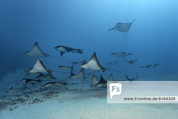 Frankreich Boden Fußboden Fußböden über Meer Sand Punkt Bora Bora Französisch-Polynesien Leeward Islands Gesellschaftsinseln Fischschwarm