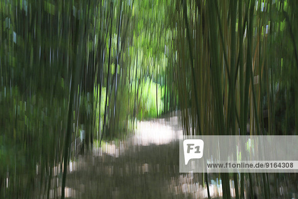 Lichtmalerei  Weg im Bambuswald Les Bambous du Mandarin  Département Var  Provence-Alpes-Côte d?Azur  Frankreich