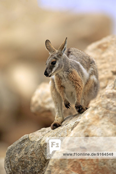 Gelbfuß-Felskänguru (Petrogale xanthopus)  adult  Australien