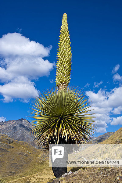 Riesenbromelie (Puya raimondii),  mit ca. 8 m hohem Blütenstand,  höchster Blütenstand der Welt,  Wahrzeichen Perus,  Nationalpark Huascaran,  Anden,  Huaraz,  Region Ancash,  Peru