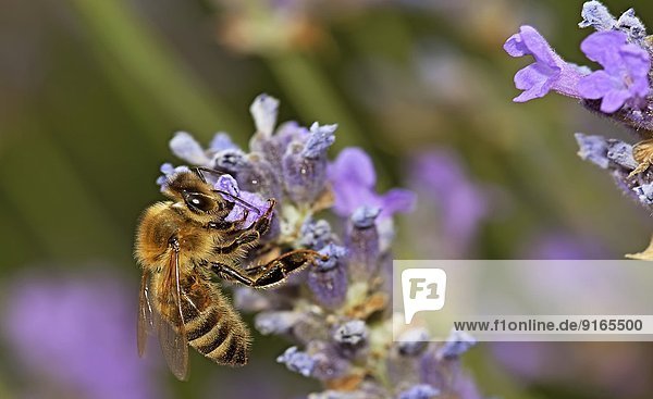 Honigbiene auf Lavendelblüte